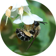 A bee on a white flower