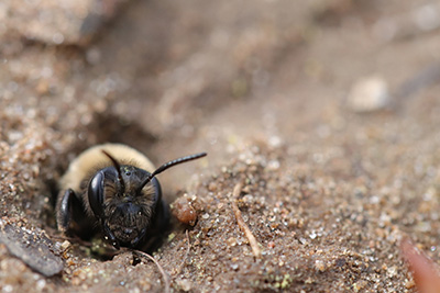 Andrena regularis