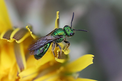 Augochlora pura