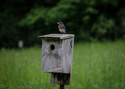 eastern bluebird sitting on nest box