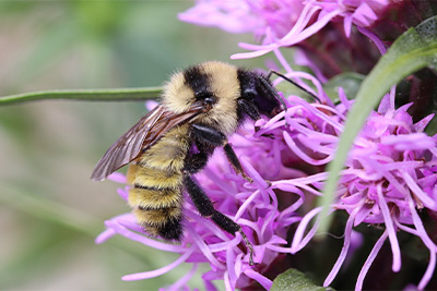 Bombus fervidus
