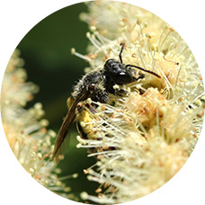 A bee on a flower