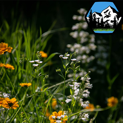 wildflowers in the field 