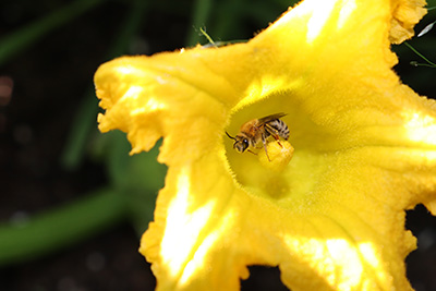 Eucera pruniosa