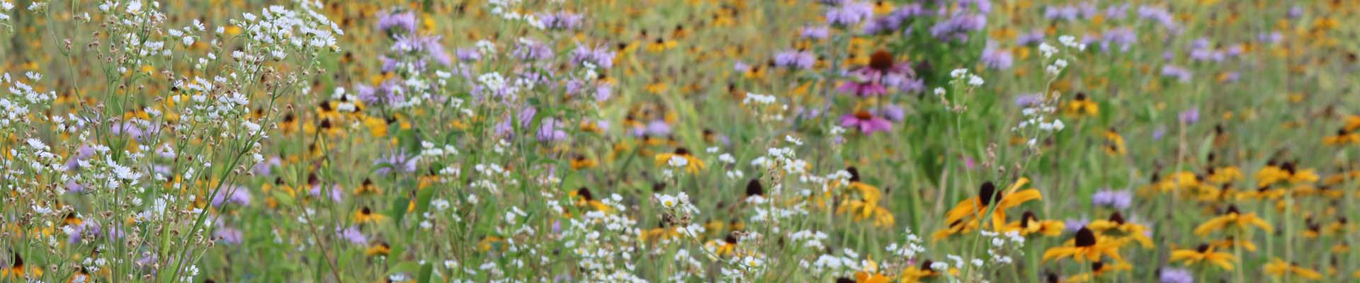 meadow filled with flowers