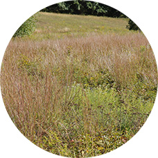 meadow