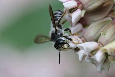 Megachile pugnata