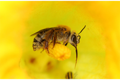 Peponapis pruinosa