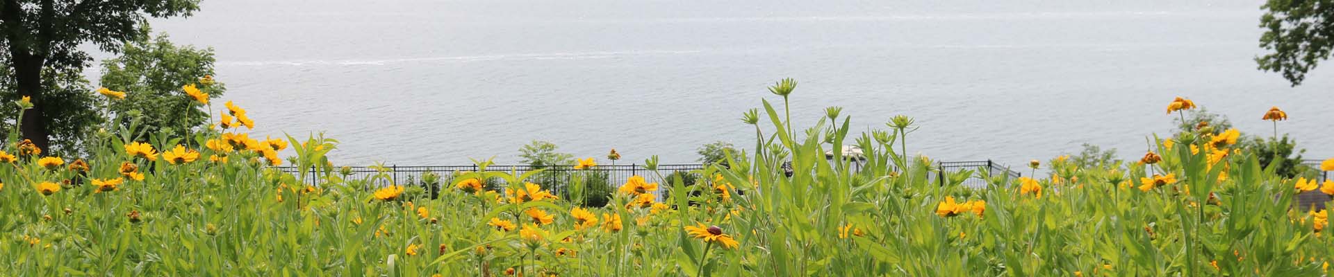 scenary with yellow flowers and water