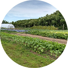 A hoop house in a field