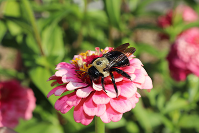 Xylocopa virginica