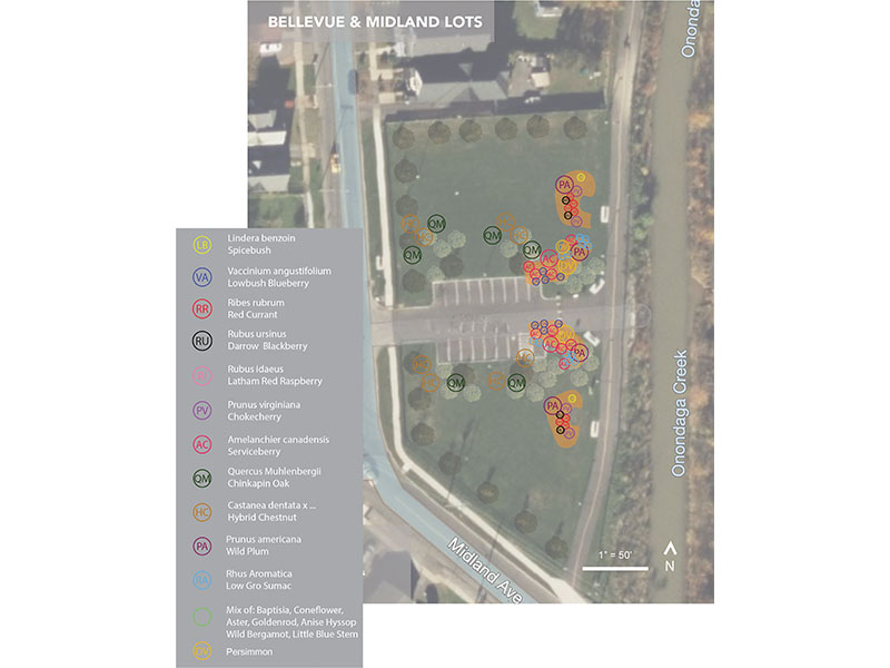 Bellevue and midland lots showing Syracuse Urban Food Forest