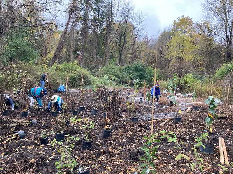 Planting of food forest