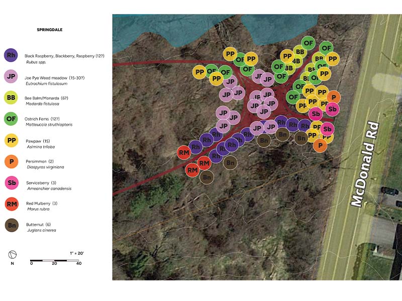 Sattelite image of Springdale food forest showing different plants