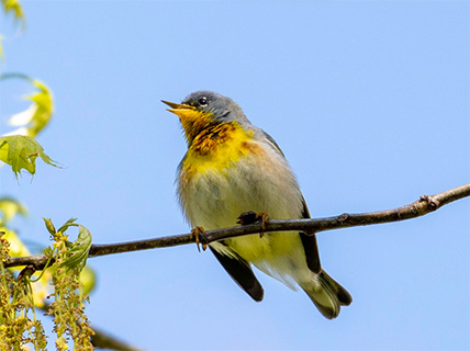 Northern Parula