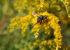 Bee settling on a flower bloom.