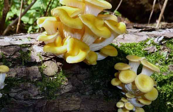mushrooms growing on a tree trunk