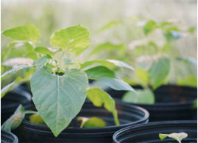 a potted plant