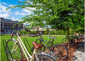 Bicycles in the Quad