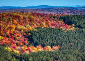 trees in different fall colors