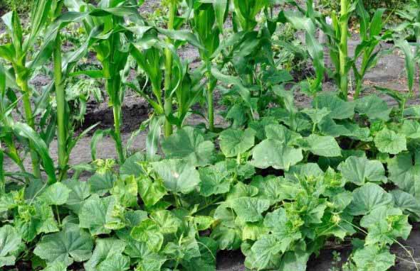 Corn and squash plants