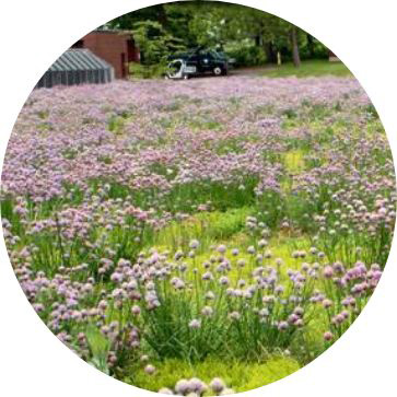 chives growing in Walters green roof