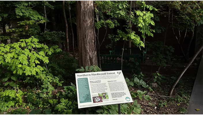 A posted informational sign about Northern Hardwood Forest placed in the Northern Hardwood Forest 