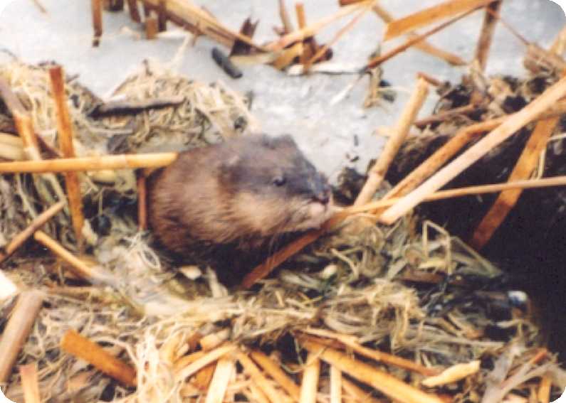 Muskrat