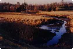 Cranberry Creek Downstream