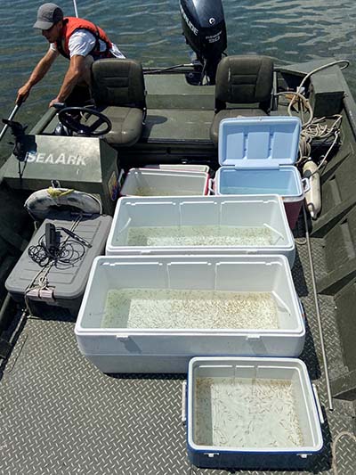 transporting lab reared muskies to nursery bays in coolers