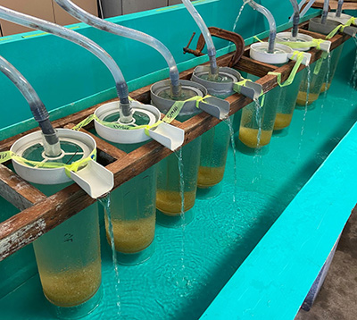 fertilized muskie eggs in incubating in wet lab