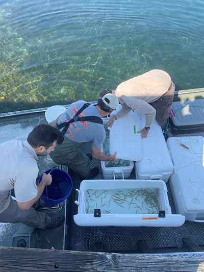 T I B S researchers in load boat with muskie to release at restoration site