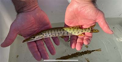 Hands holding a small muskie