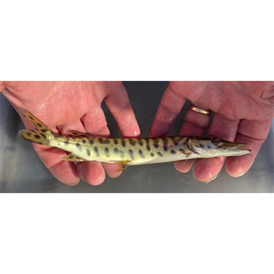 muskellunge fingerling in the palm of a hand
