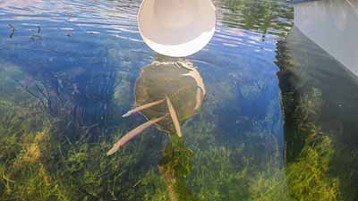 Fingerling muskie being released at Chippewa Bay