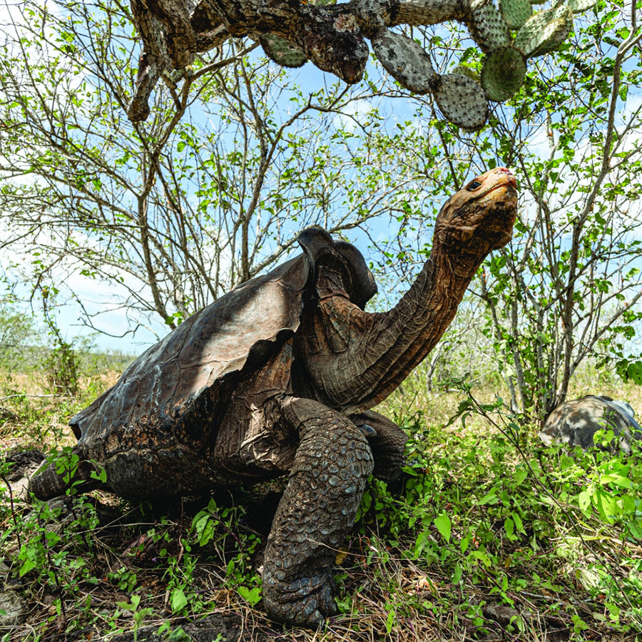 A Galapagos Tortoise