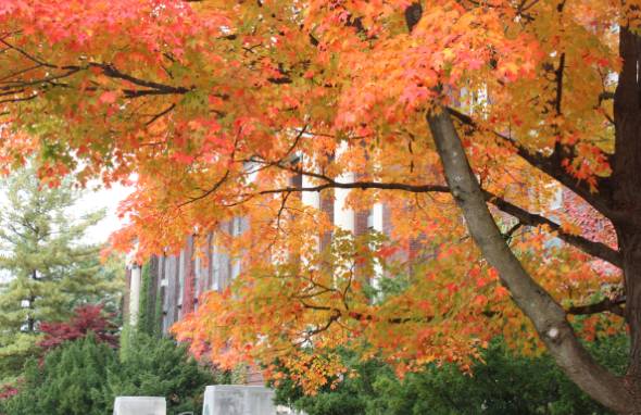 Landscape with leaves changing color on campus.