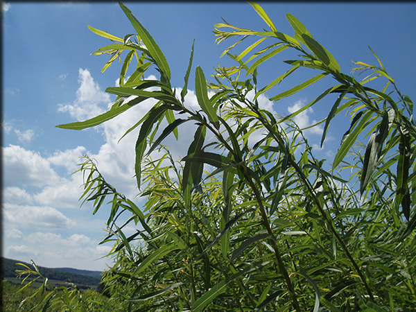 Shrub willow biomass