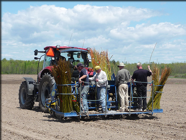 planting willows