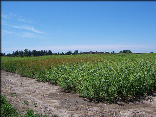 One year old willow plants in the Spring