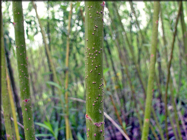 Willow stems