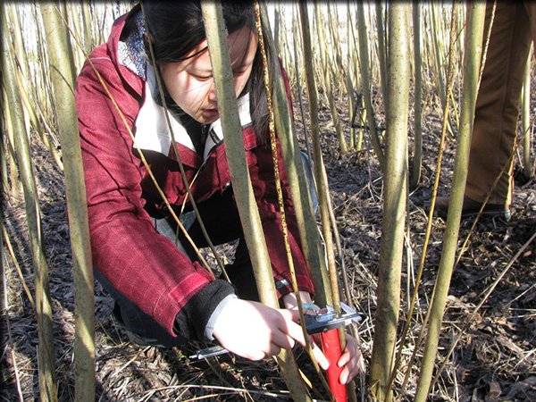 Student working on willow for research