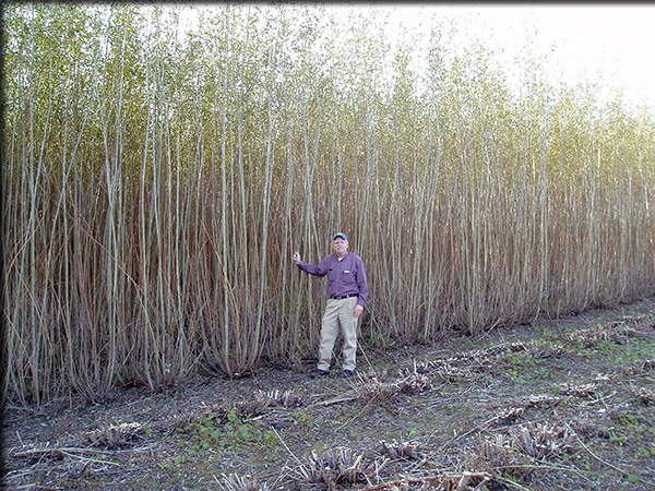 Three year old willow at harvest