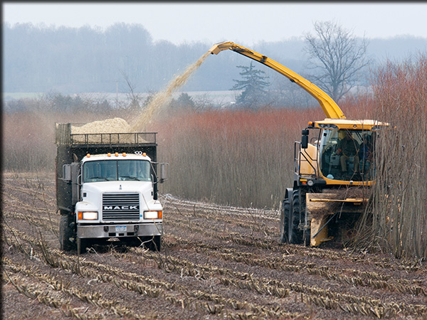 Harvesting a willow crop