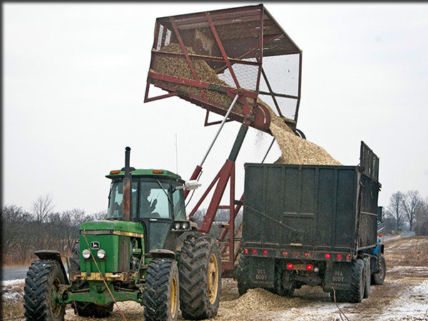 Unloading Willow chips