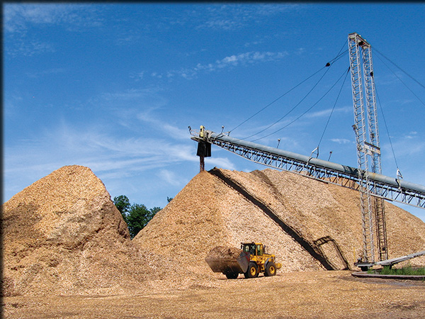 Willow chips mixed with forest chips at reenergy biopower facility