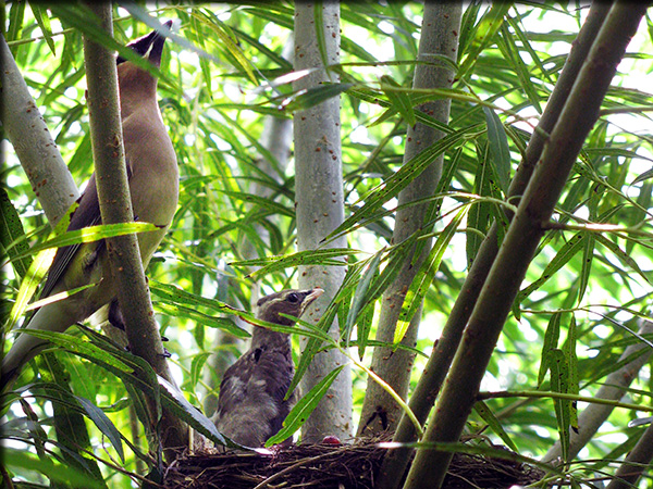 Willow nesting habitat
