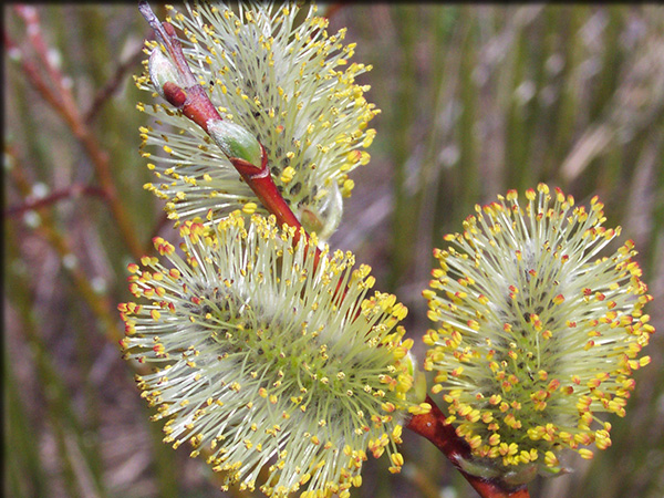 Willow flower