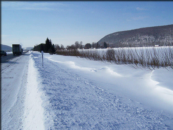 A willow living snow fence