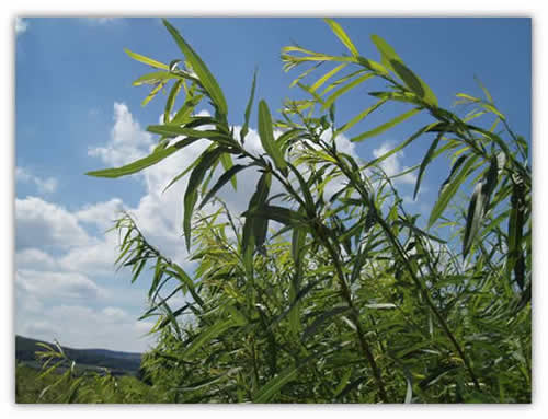 Willow bushes